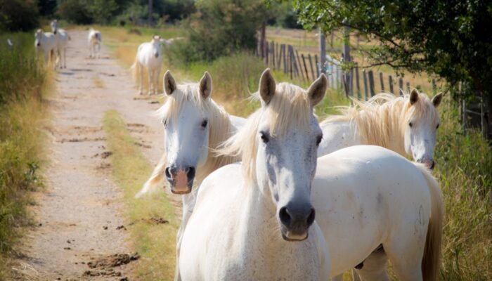 Amateurs de bières spéciales ? attendez de voir ce qu’on vous réserve ! Amateurs de bières spéciales ? attendez de voir ce qu’on vous réserve !