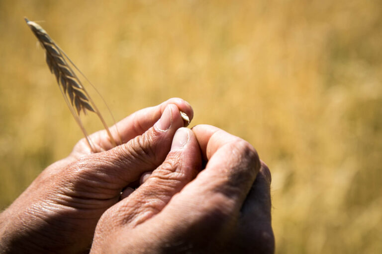 Une orge 100% locale pour nos prochaines bières !
