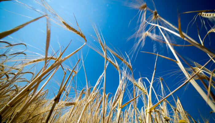 Une orge 100% locale pour nos prochaines bières !