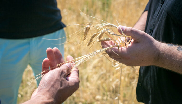 Une orge 100% locale pour nos prochaines bières !